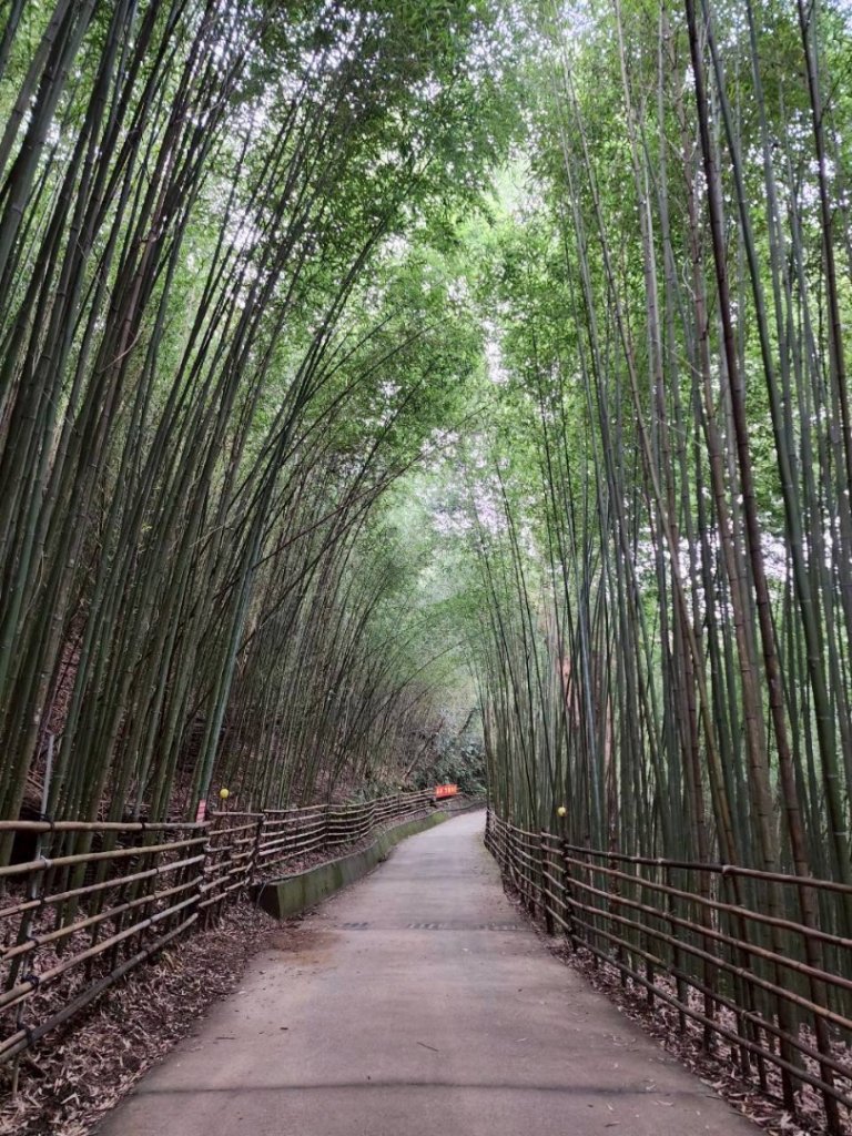 苗栗/馬那細道邦山-烏嘎彥竹林-水雲三星-鳥嘴山_2927137