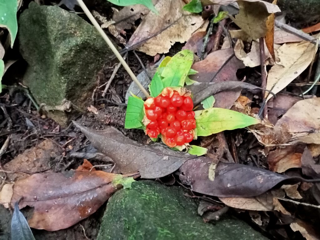 樂活遨遊坪頂古圳步道→荷蘭古道→高頂山→北五指山→頂山→風櫃嘴→天溪園→聖人橋_1509458
