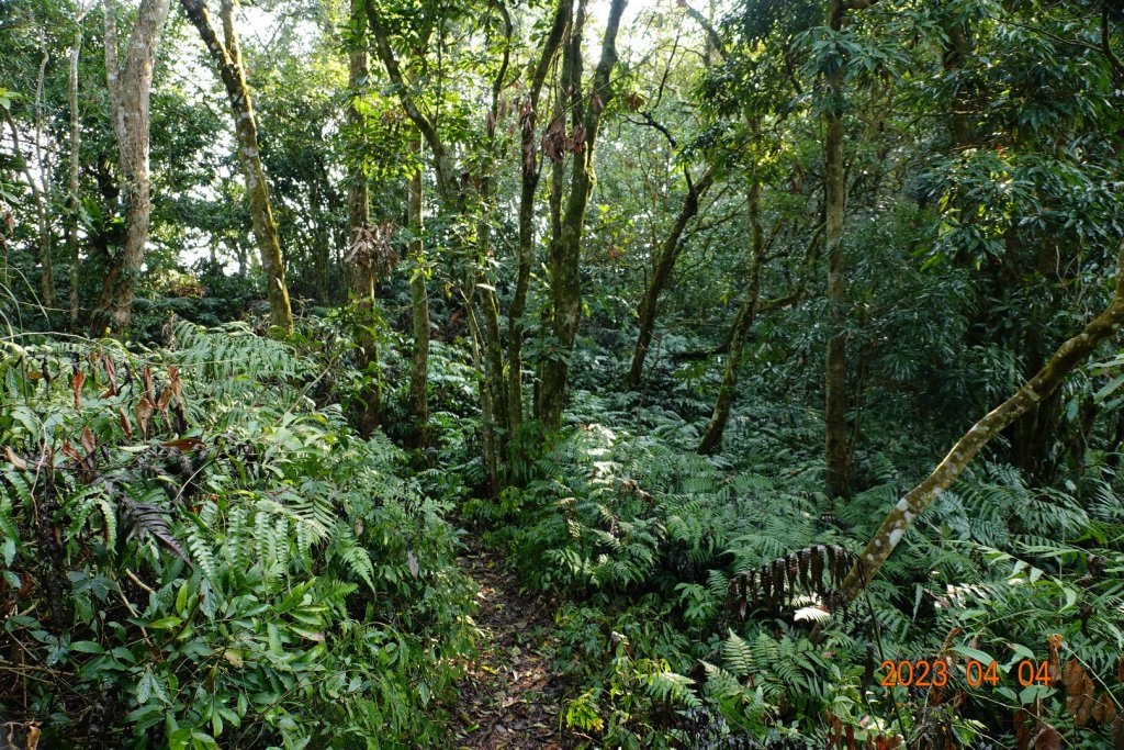 屏東 瑪家、泰武 真笠山、鱈葉根山、日湯真山_2103065