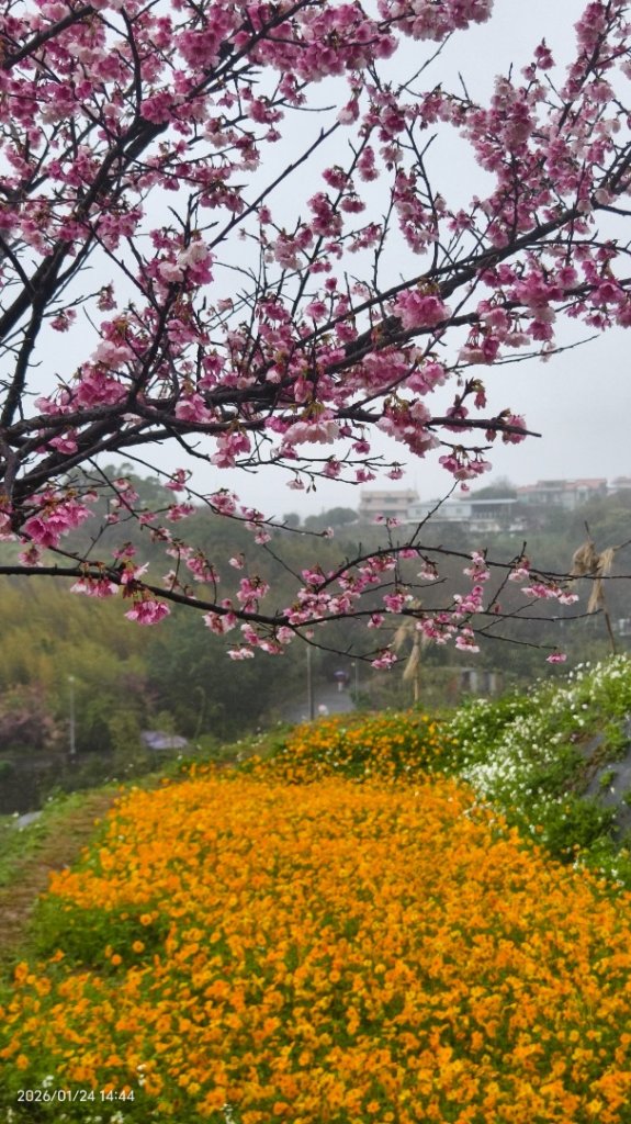 #平菁街 #鵝尾山梯田 #廣佑聖王廟 #寒櫻巷 #夕陽 1/24&25_2987074