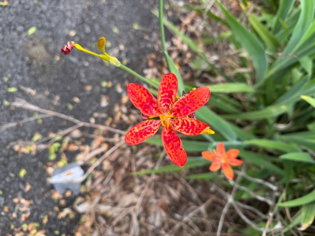 鳳凰谷步道走凍頂麒麟山_2770466
