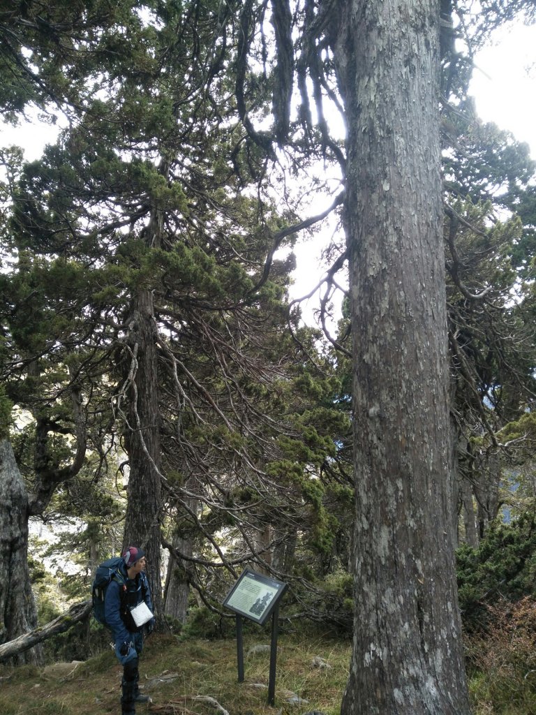 志佳陽雪山之毅_465913