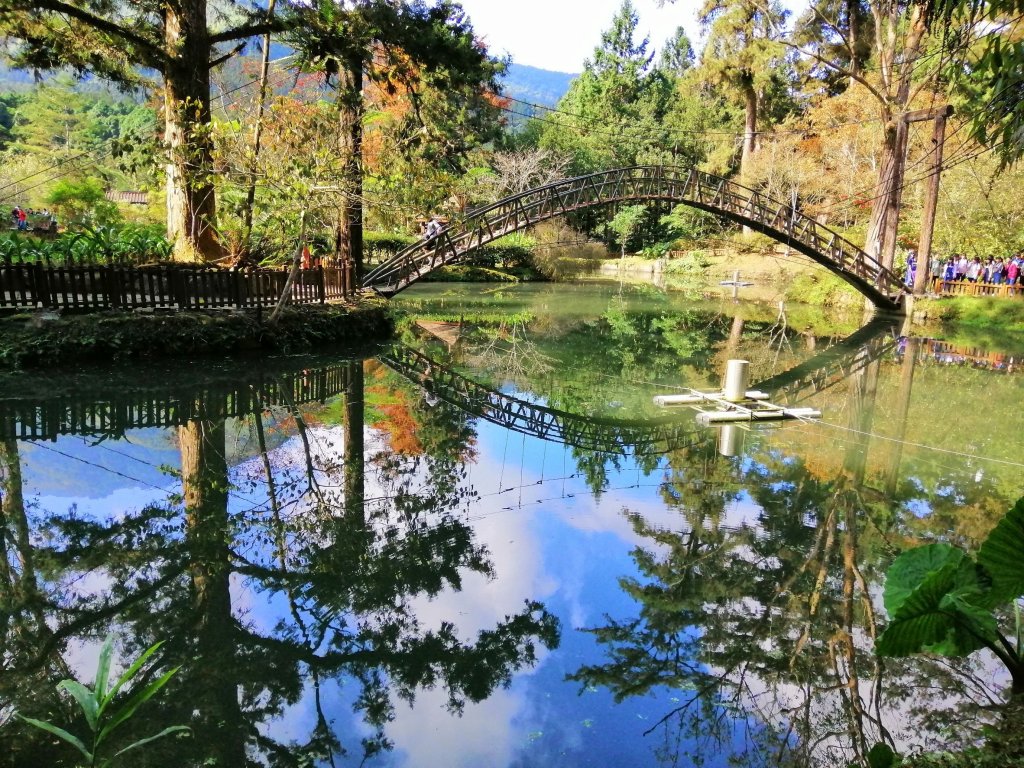 森林綠意滿滿芬多精。 溪頭森林遊樂區_770558