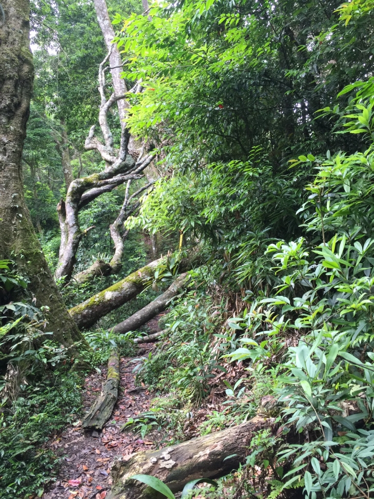 20160521新竹五峰鄉鵝公髻山_43469