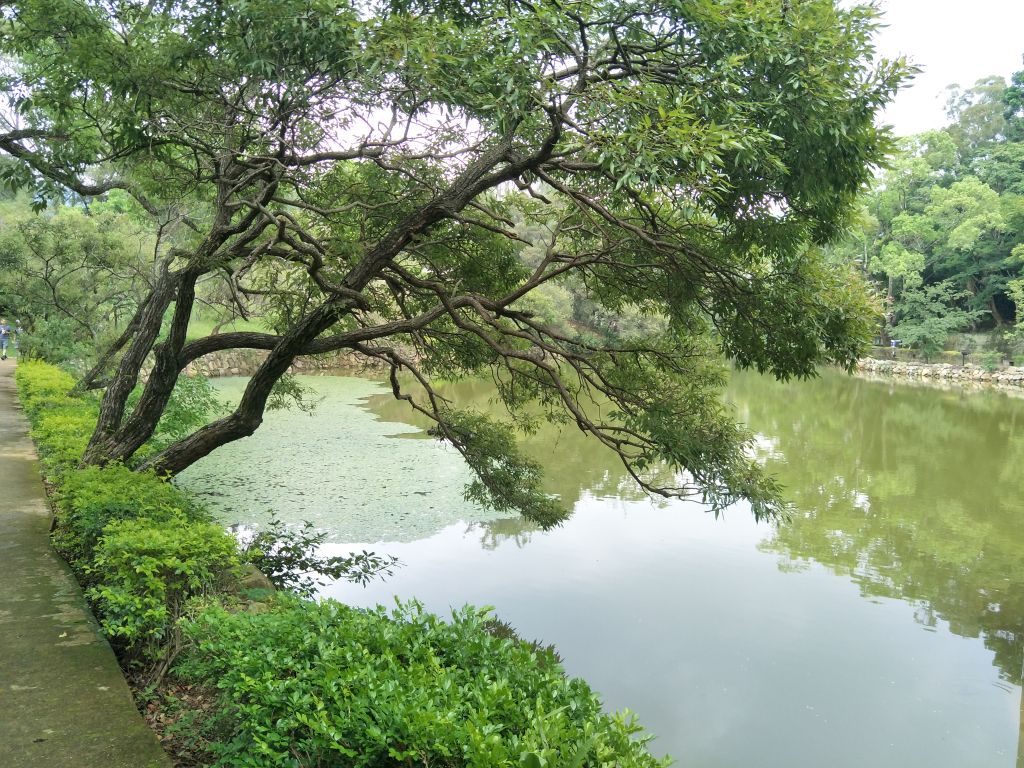 角板山公園環湖步道_379878