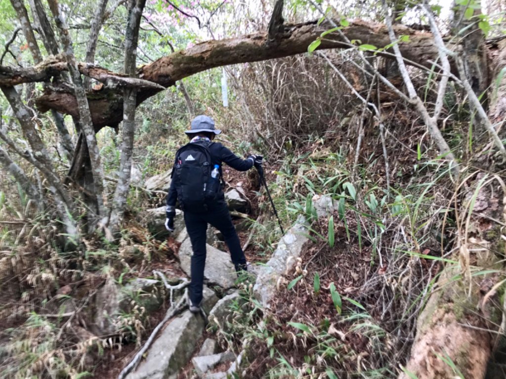 德芙蘭步道環走東卯山_565675