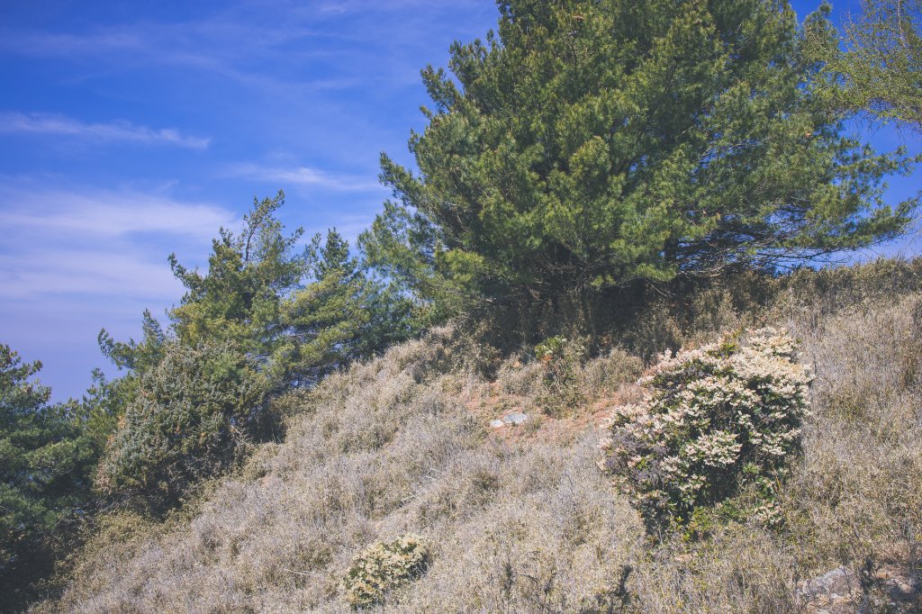 20240323-郡大山步道_2534660