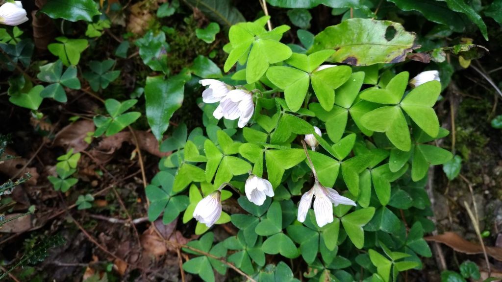 米羅山之木_292911