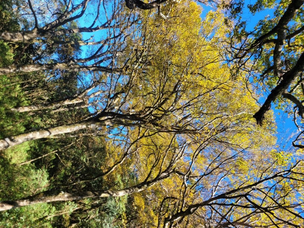 20231118 南插天山 魯培山 山毛櫸秘境_2355691