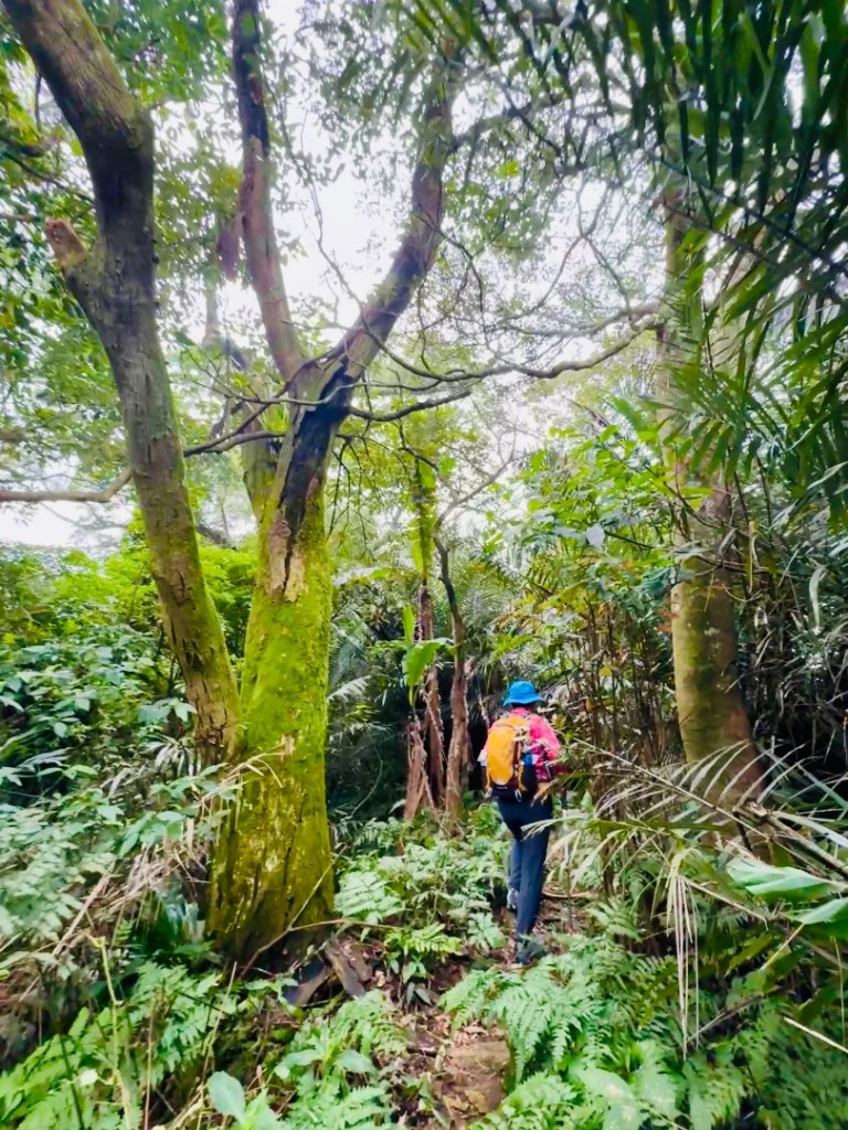 紫微聖母環山步道走六寮崙山與西南峰_2989132
