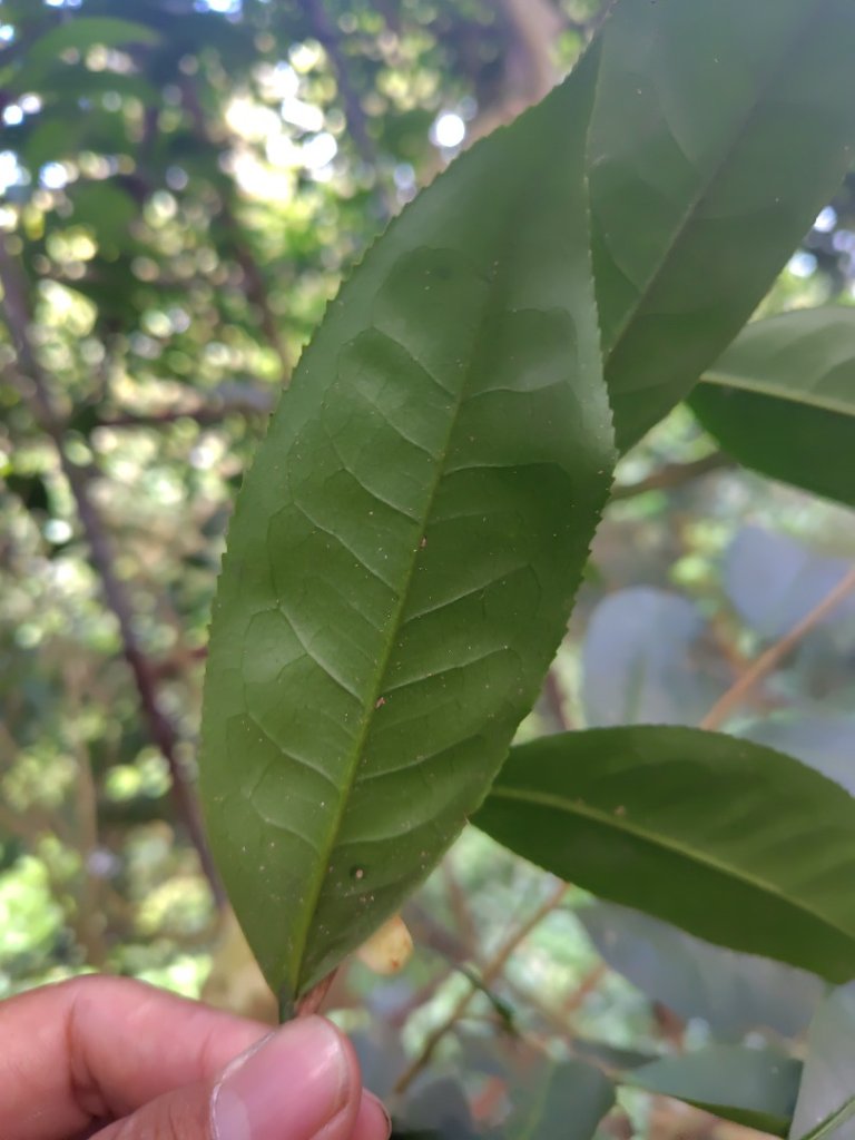 多納六秀 京大山_2957525