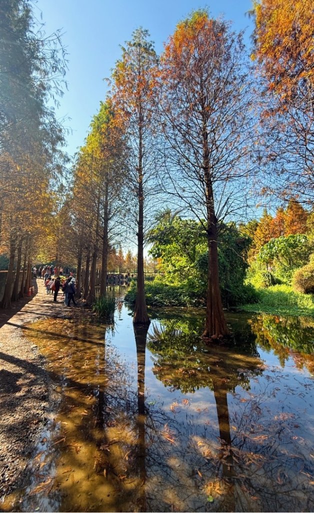 桃園大溪-花彩節🌼李騰芳古厝-月眉落雨松_2981330