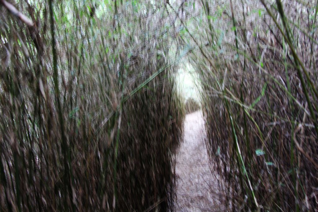 閂山、鈴鳴山 ~ 山巔雲端 , 與美麗山林_307151