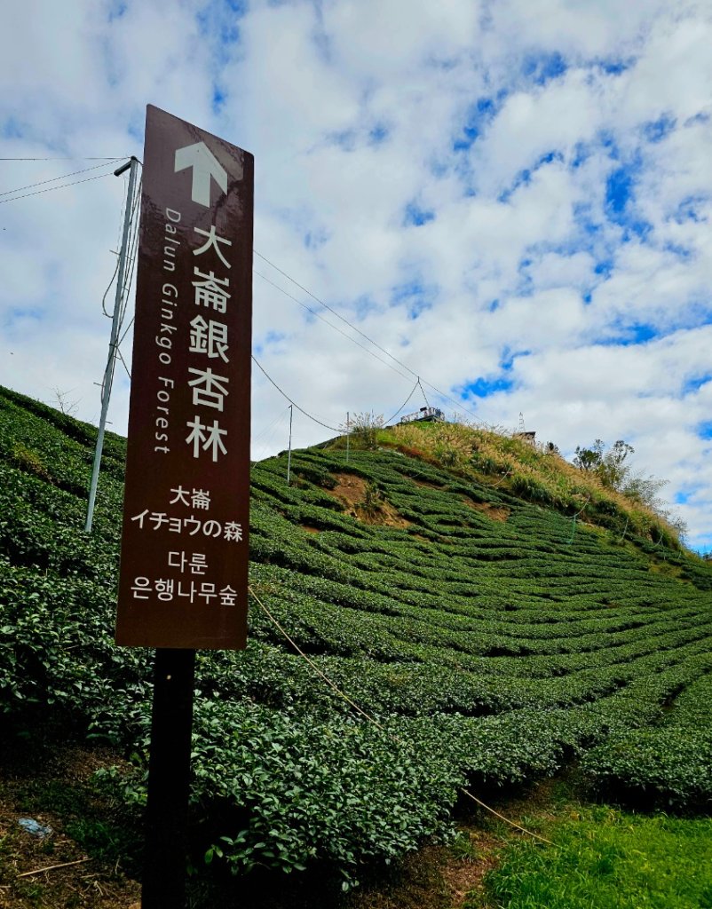 大崙山銀杏森林_2966087