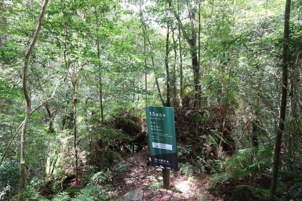 〔桃園復興〕拉拉山巨木，史詩級魔幻森林，75公頃紅檜 扁柏森林浴_2237195