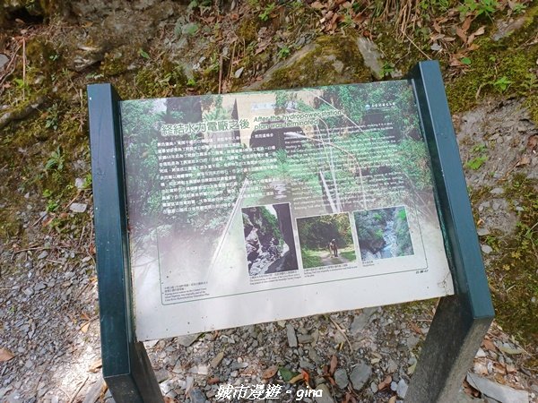 【花蓮秀林】台灣百大必訪步道。 白楊步道_2230643