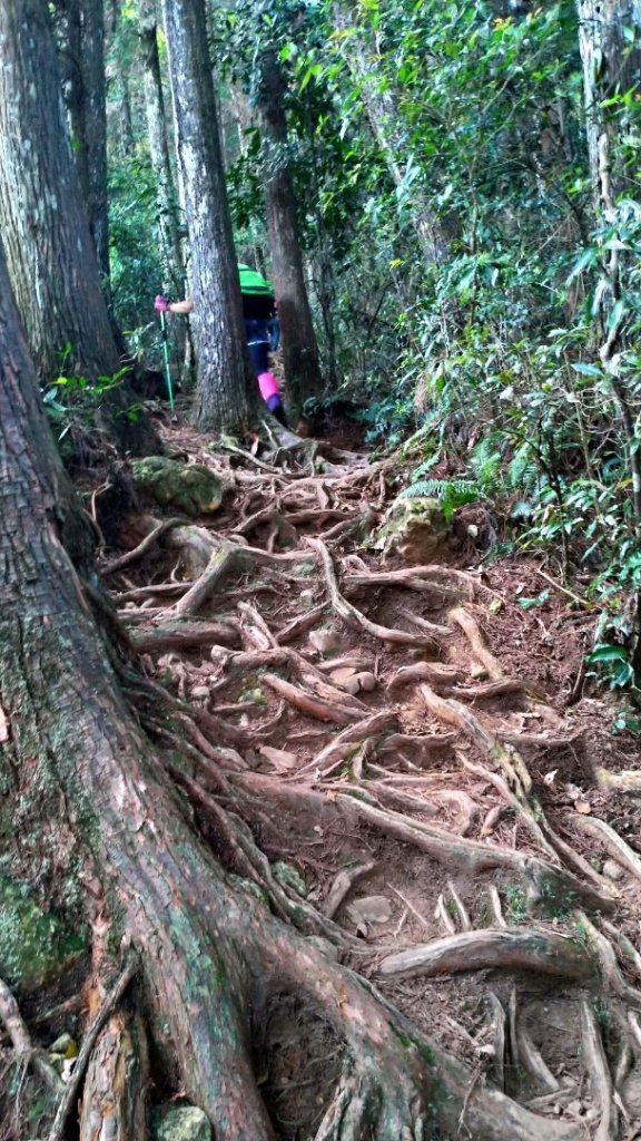 小百岳【金柑樹山】_948730