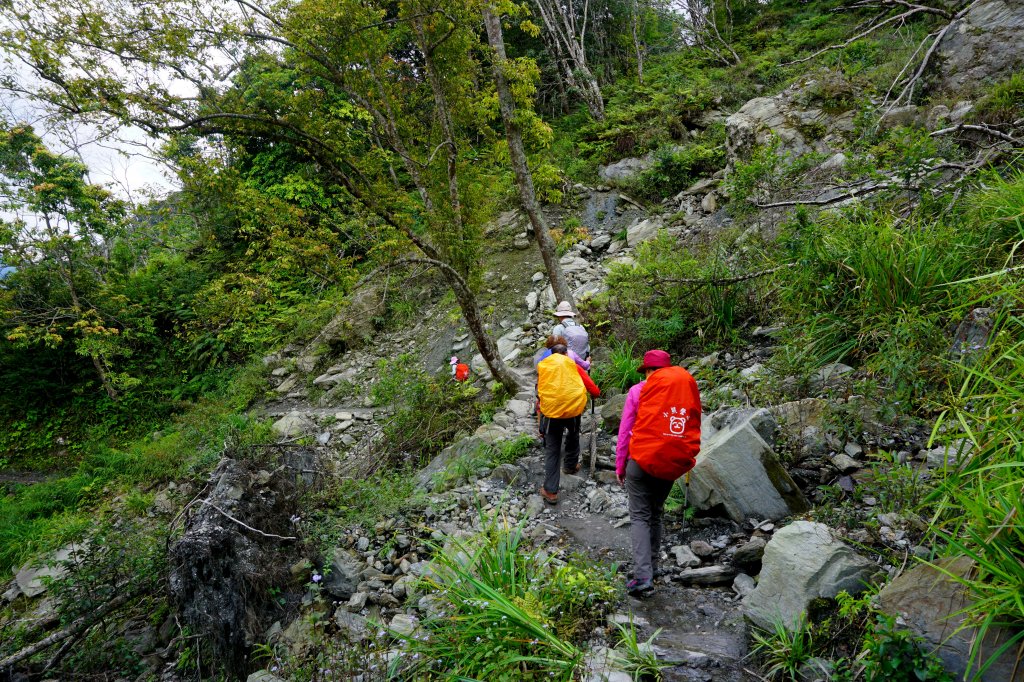 蕨之道~春遊瓦拉米_563120