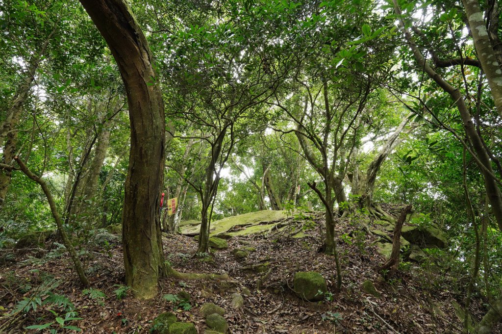 新竹 關西玉山、赤柯山、東獅頭山、西獅頭山、馬福山_2665925