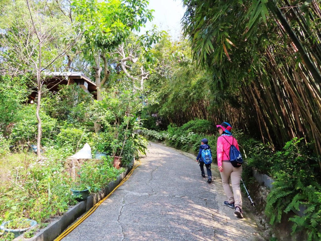 跟著花開去旅行：碧山巖櫻花及大溝溪花海_870142