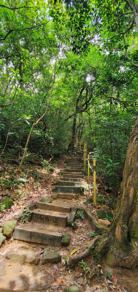 2024-05-26金面山親山步道_2512793