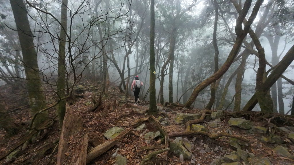 台中 鳶嘴稍來山O繞+稍來神木_2989461