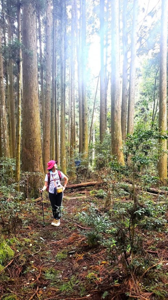 〔中級山〕新竹五峰鄉 民都有山（面托油山）民都有北峰封面圖