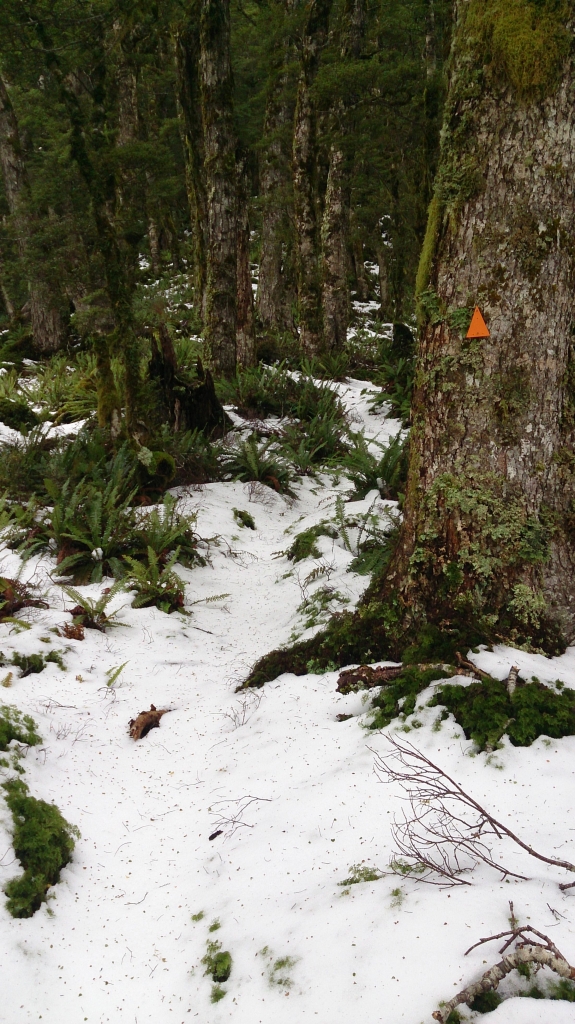 Hump Ridge Track_10425