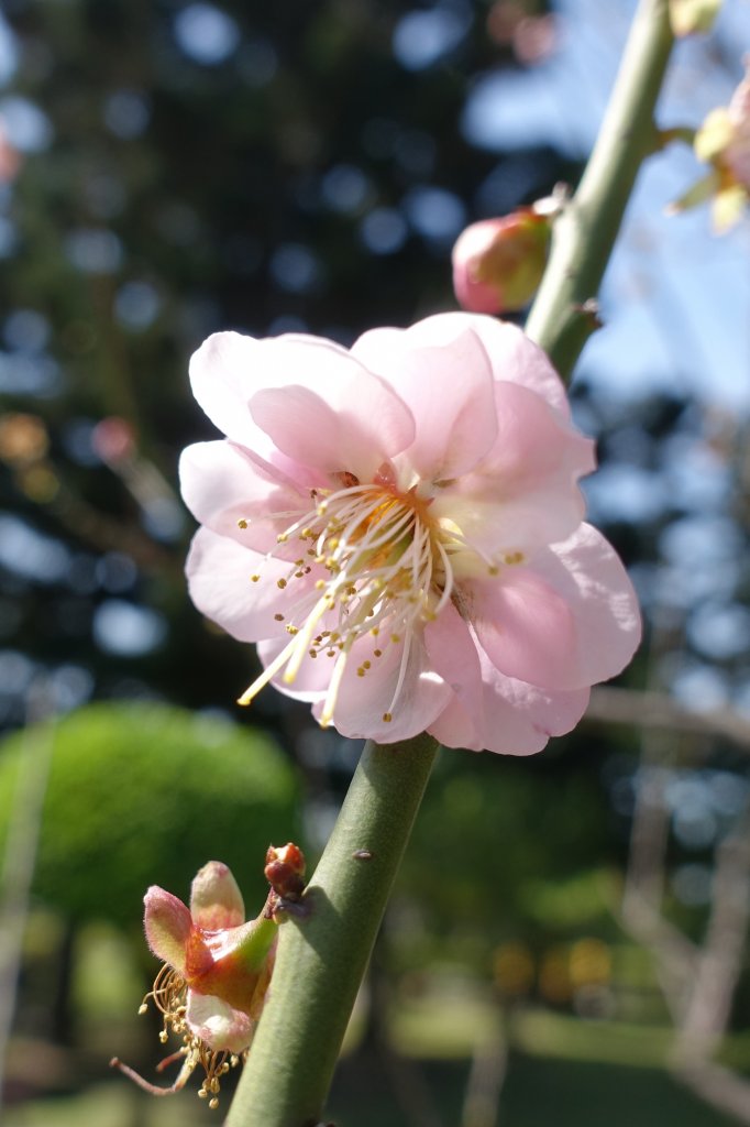 中正紀念堂賞櫻_1277188