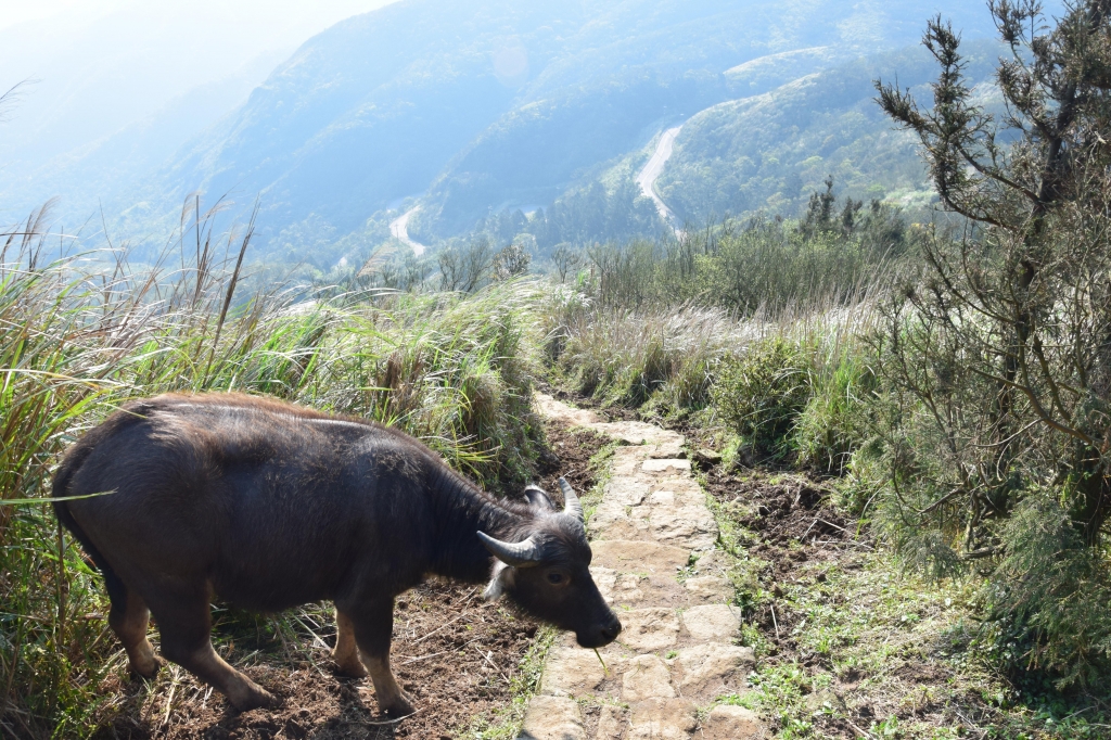 大屯火山群十連峰 陽明山大縱走 _40585