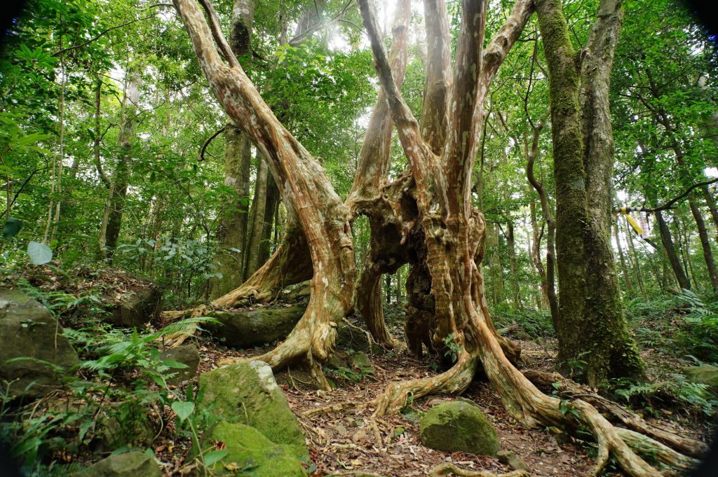 新竹 尖石 貴妃山、那結山_2913591