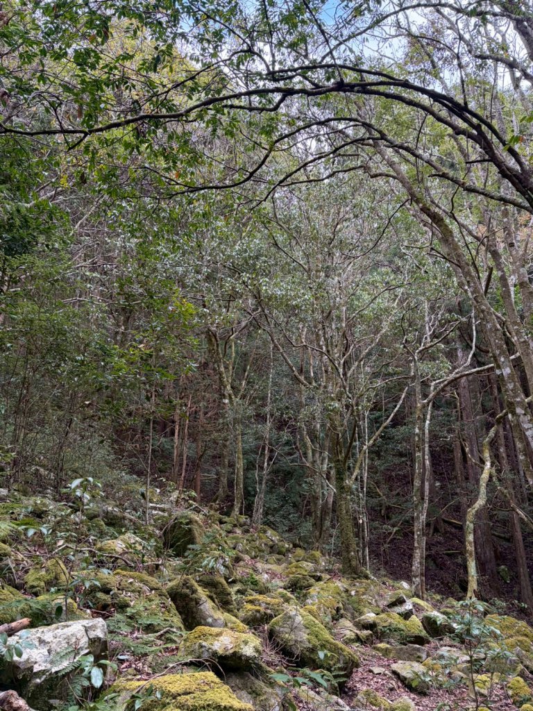 2026/02/08馬崙山_3008151