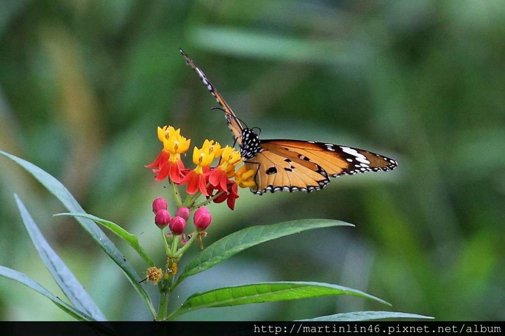 高雄鳥松濕地生態紀錄_177020