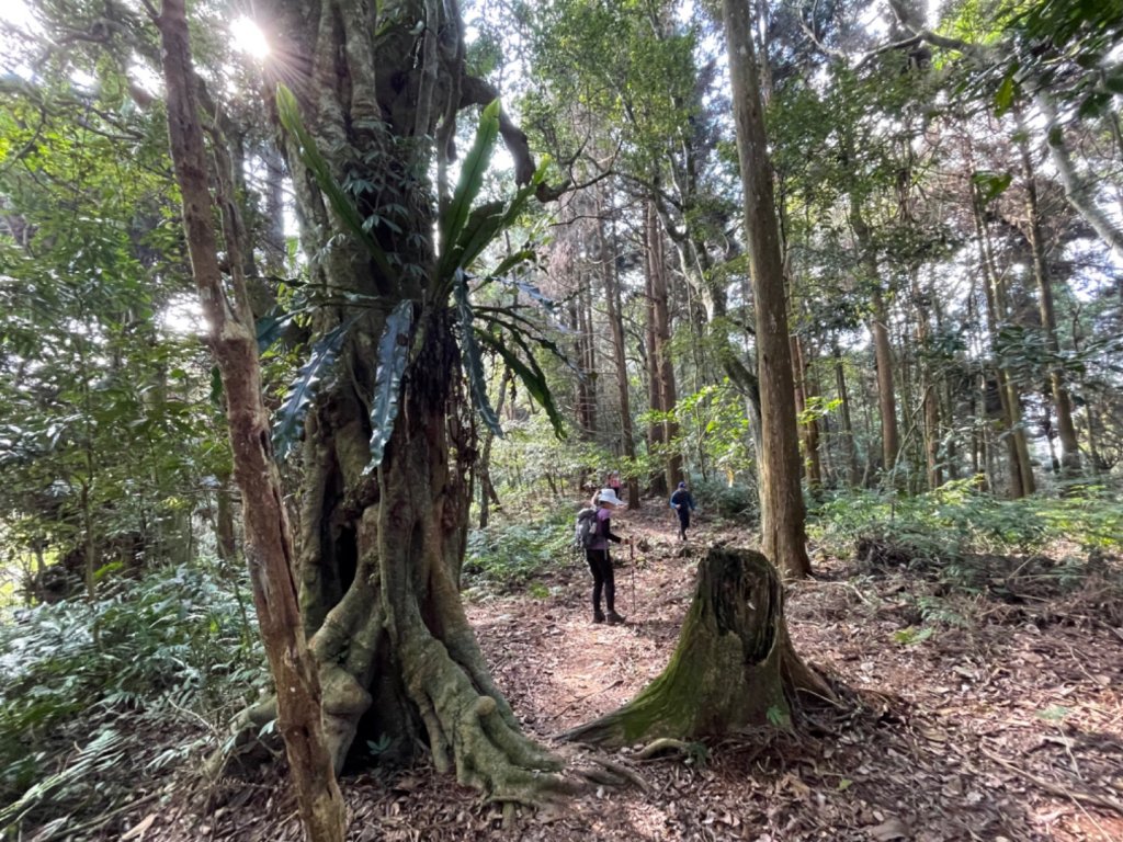 1110115望美山.瓊山_1583092