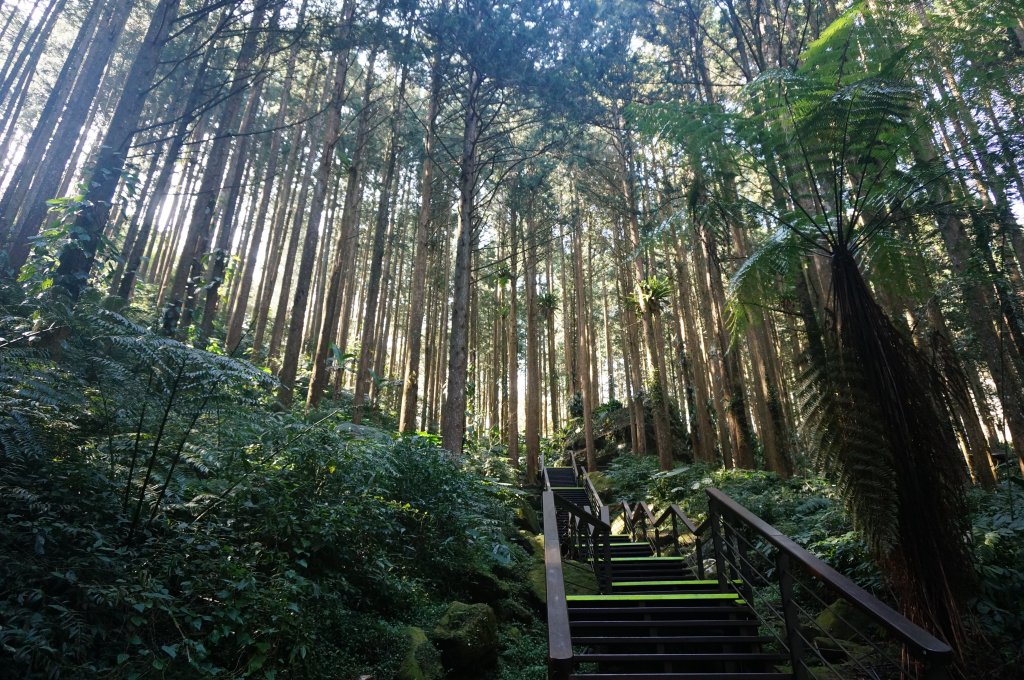 奮起湖杉林木棧道_2014267