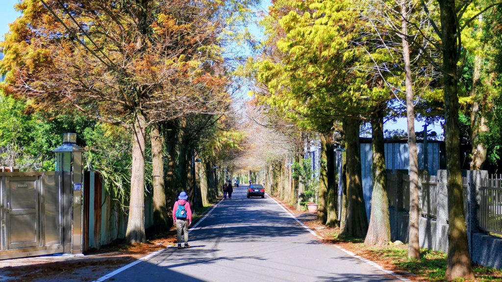 落羽松大道,龍潭大池_2976175