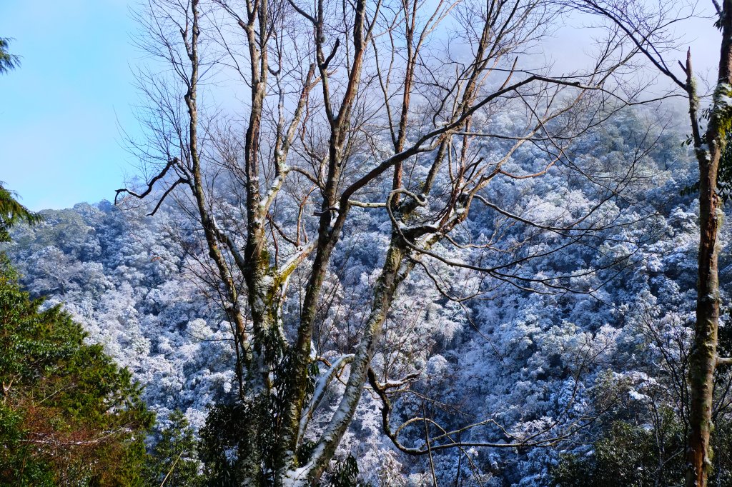 拉拉山神木上的雪白上衣_1232638
