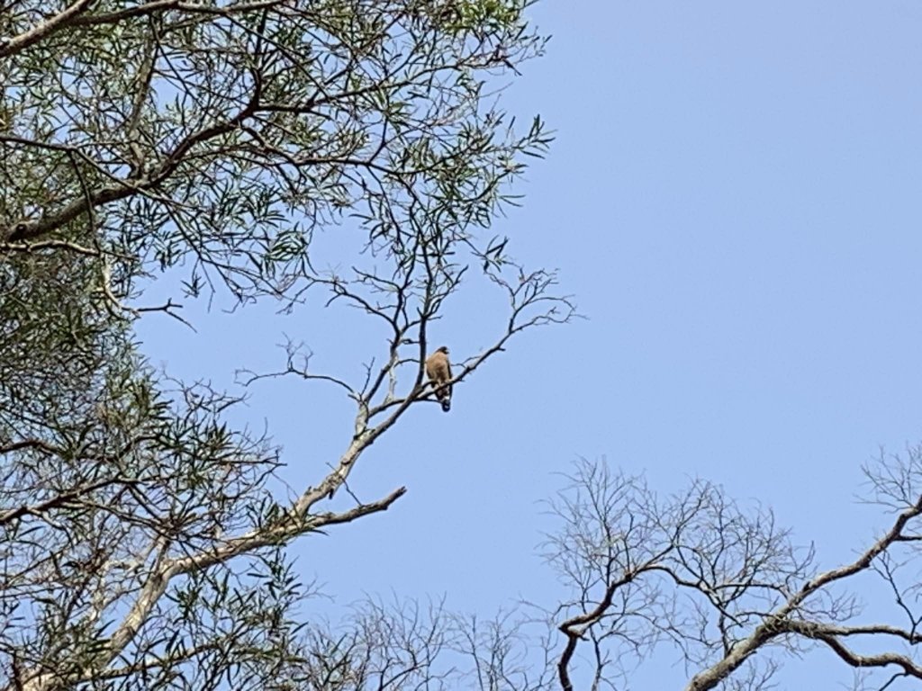 台中潭子區大胡山與聚興山隨意走（小百岳）_2116686