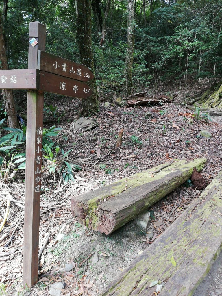 稍來小雪山步道封面圖