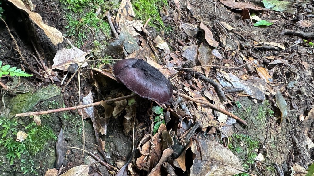 觀雪縱走_2836078