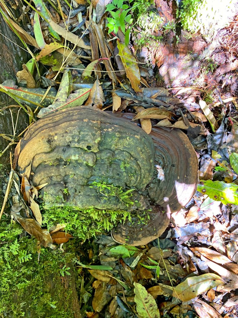 魯壁山、東穗山、島田三山、高台山縱走  _881735