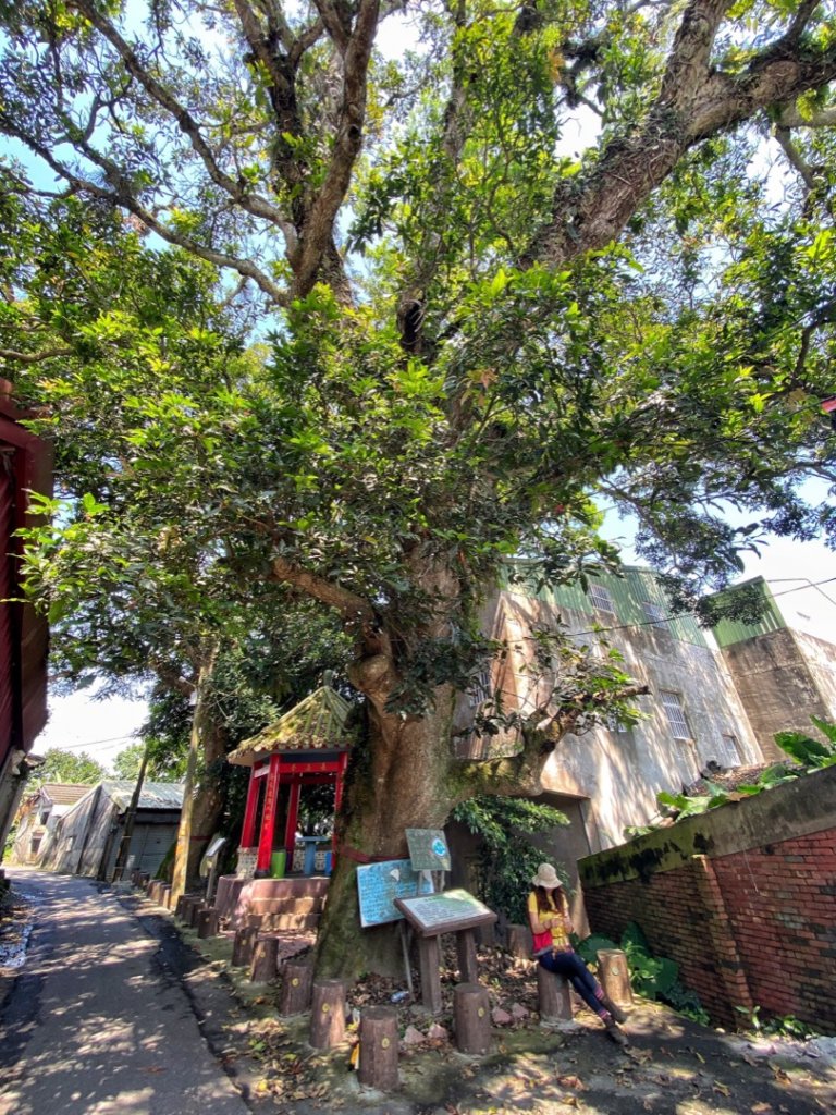 龍過脈森林步道 走一趟森.呼.吸_1453236