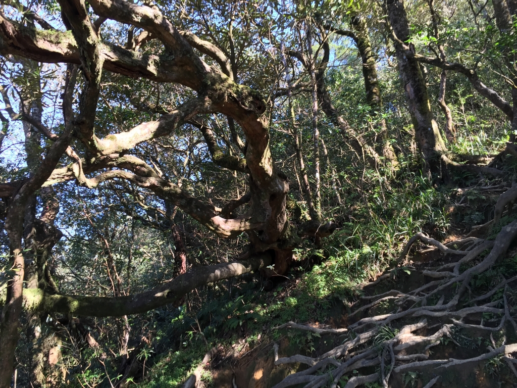 北插天山 - 北部山毛櫸與雲瀑的故鄉_81512