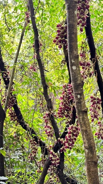 飛鳳山、中坑山、大阪根、賞血藤花O走_2542562