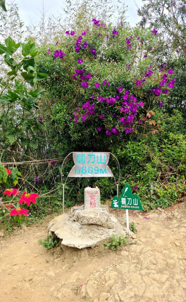 小百岳關刀山889m+銅鑼杭菊_1924027