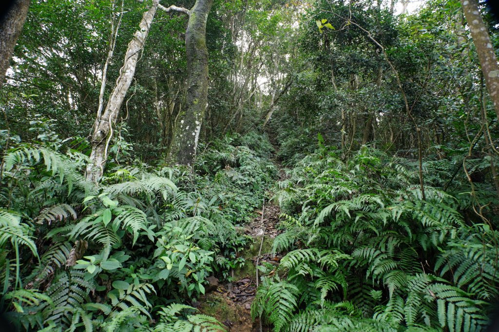 新竹 關西 福大山、彩和山、高甫山_2988289