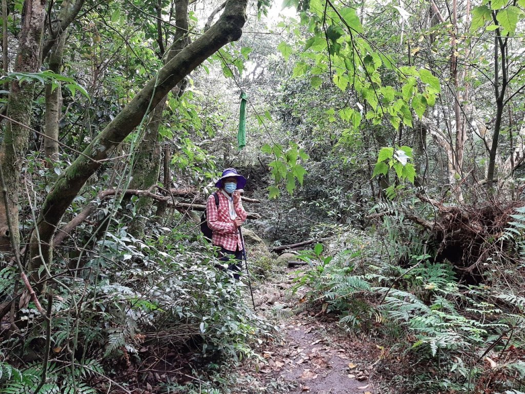 擎天崗→磺嘴山生態保護區→磺嘴山 H912m→翠翠谷→榮潤古道→內雙溪古道→冷擎步道→冷水坑_1487615