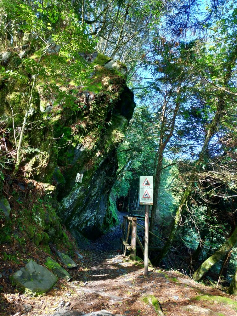 檜山巨木群步道_1662835