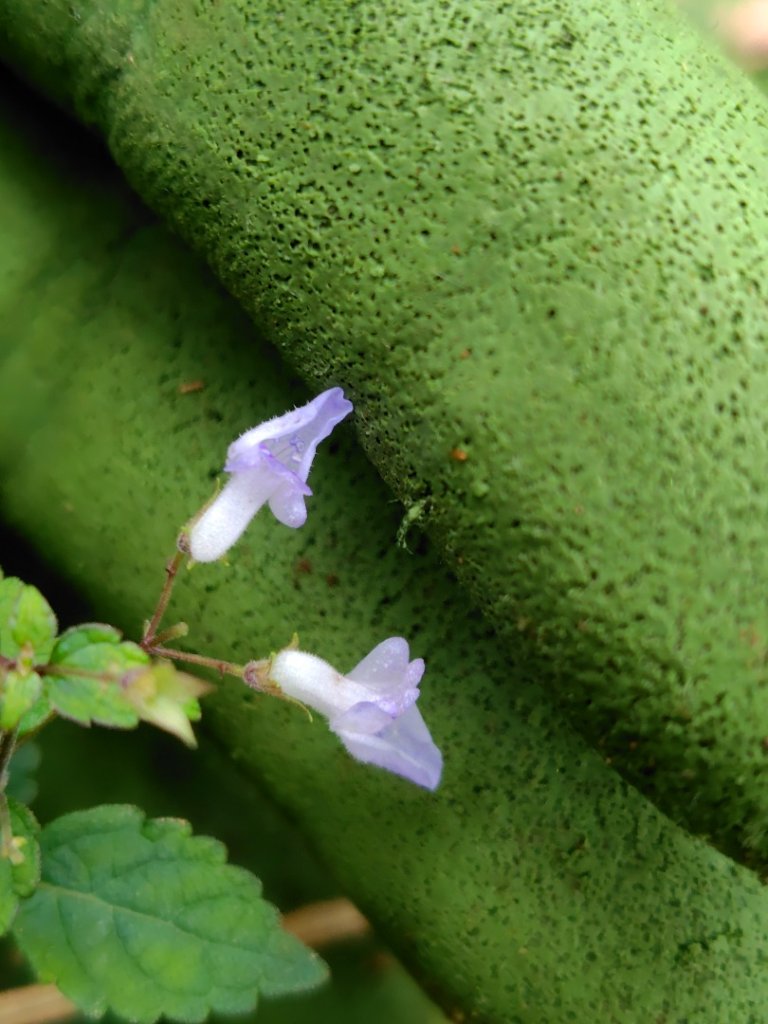 渭水之丘 烘爐地山 抹茶山 三角崙山_2938723