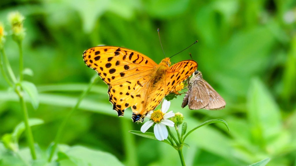 環七星山步道封面圖